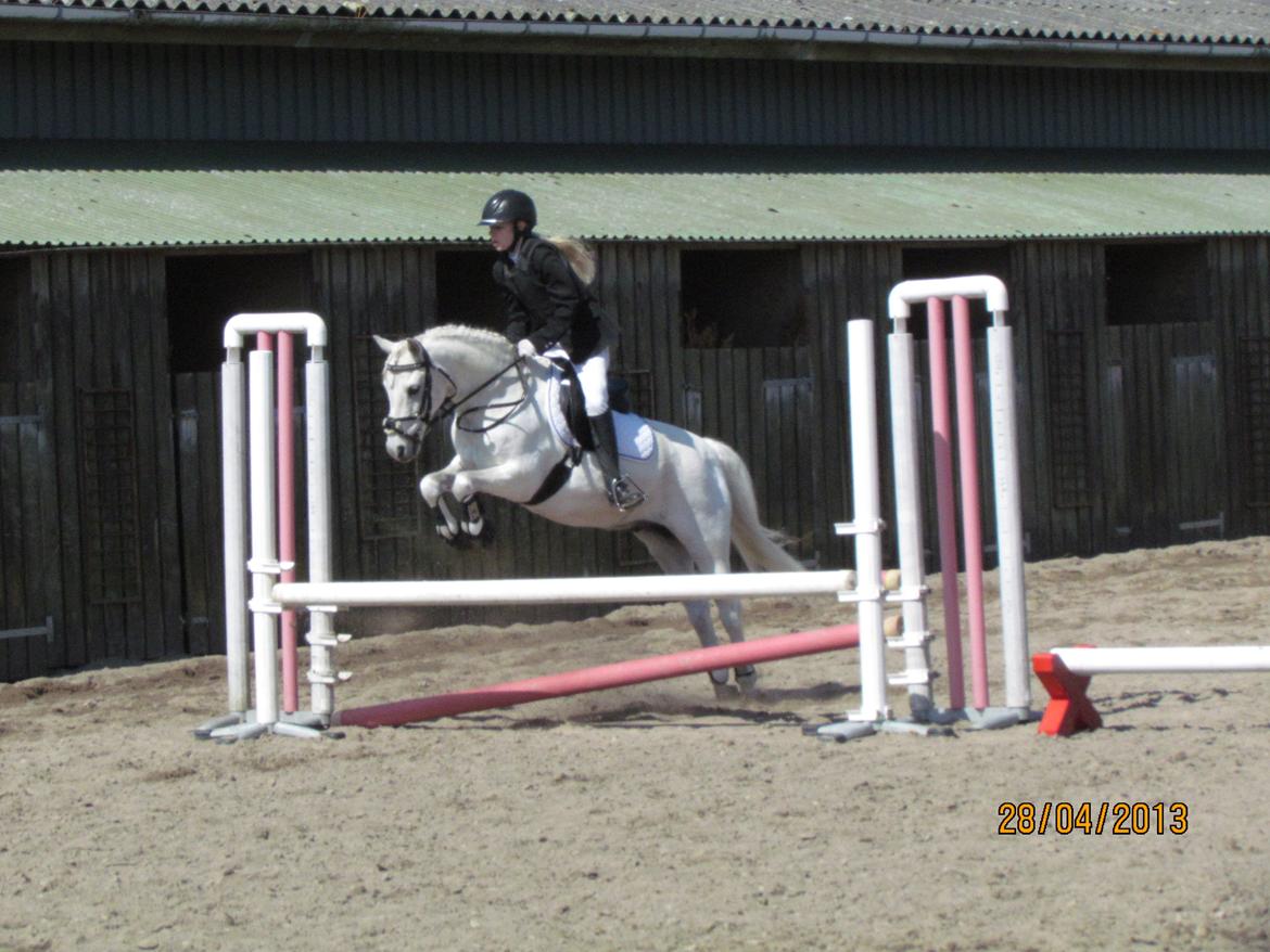 Welsh Pony (sec B) Shadow billede 1