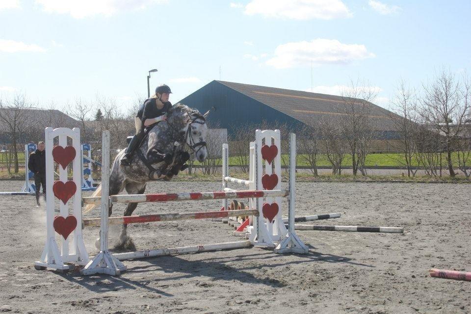 Anden særlig race Bech's Padraigh aka. Paddy :-) - Springtræning maj 2013
 billede 18