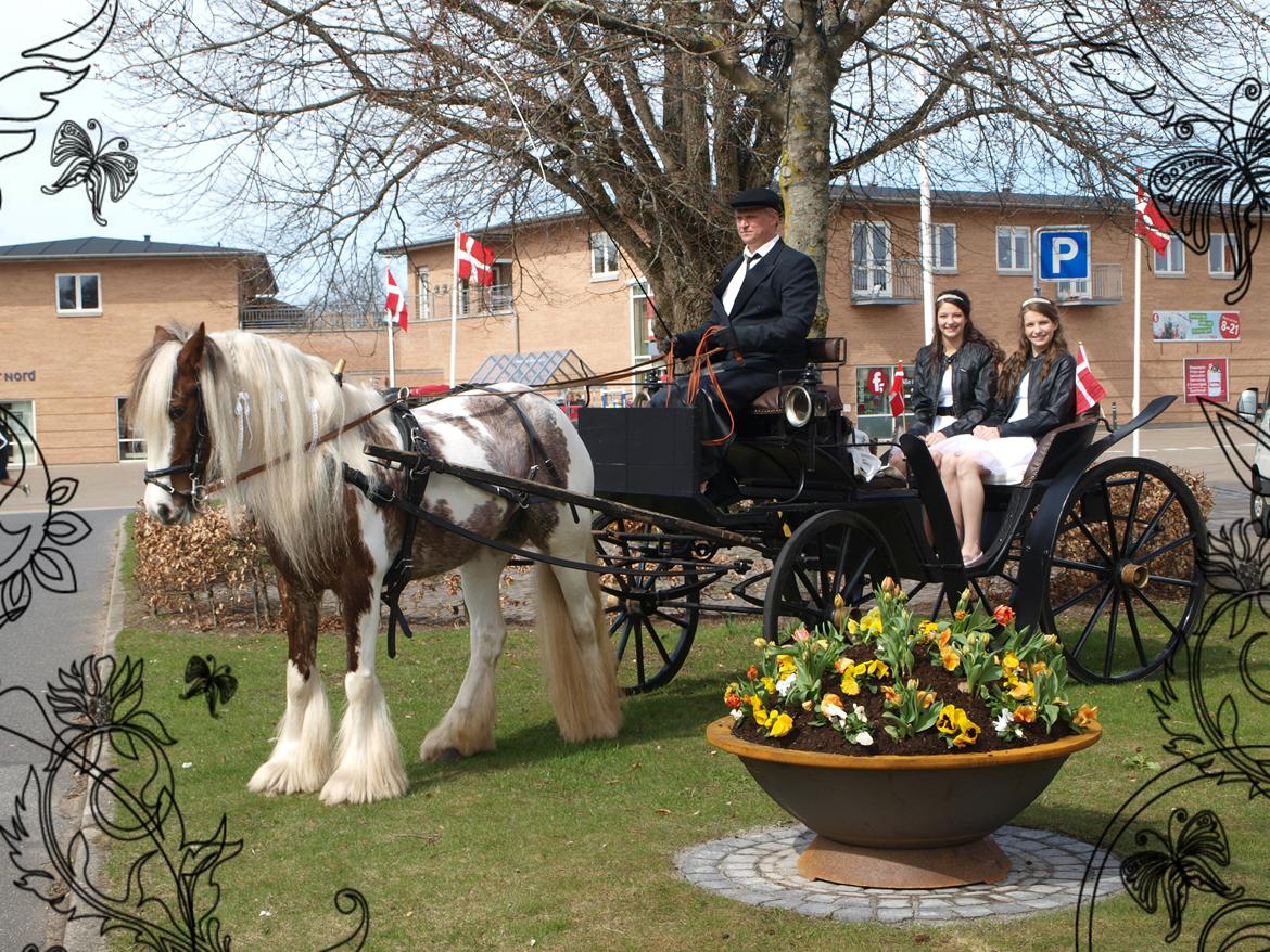 Irish Cob My Own Casmina billede 1