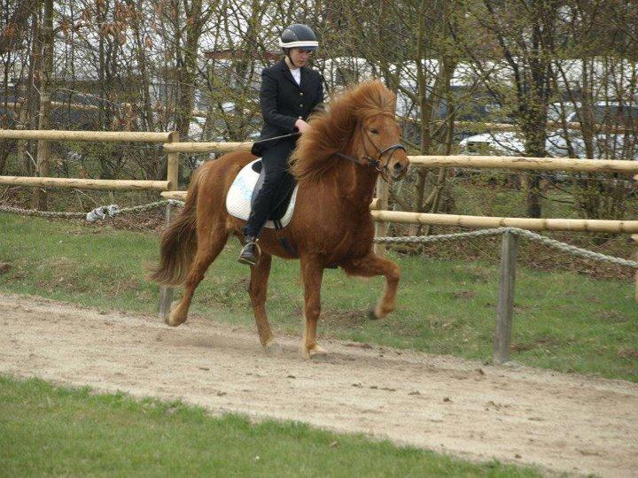 Islænder Baldur fra Holmgård - Til stævne sidste år i april billede 10