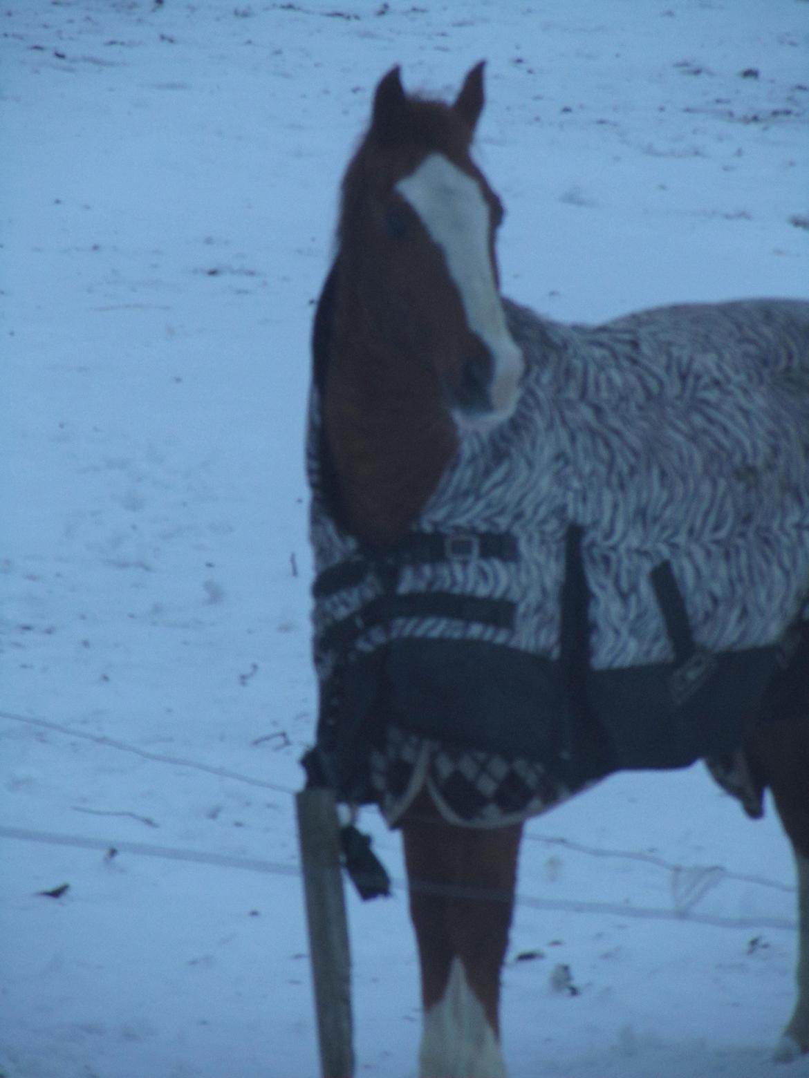 New Forest Snoepie billede 10