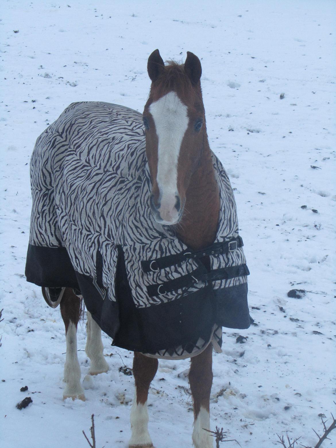 New Forest Snoepie billede 11