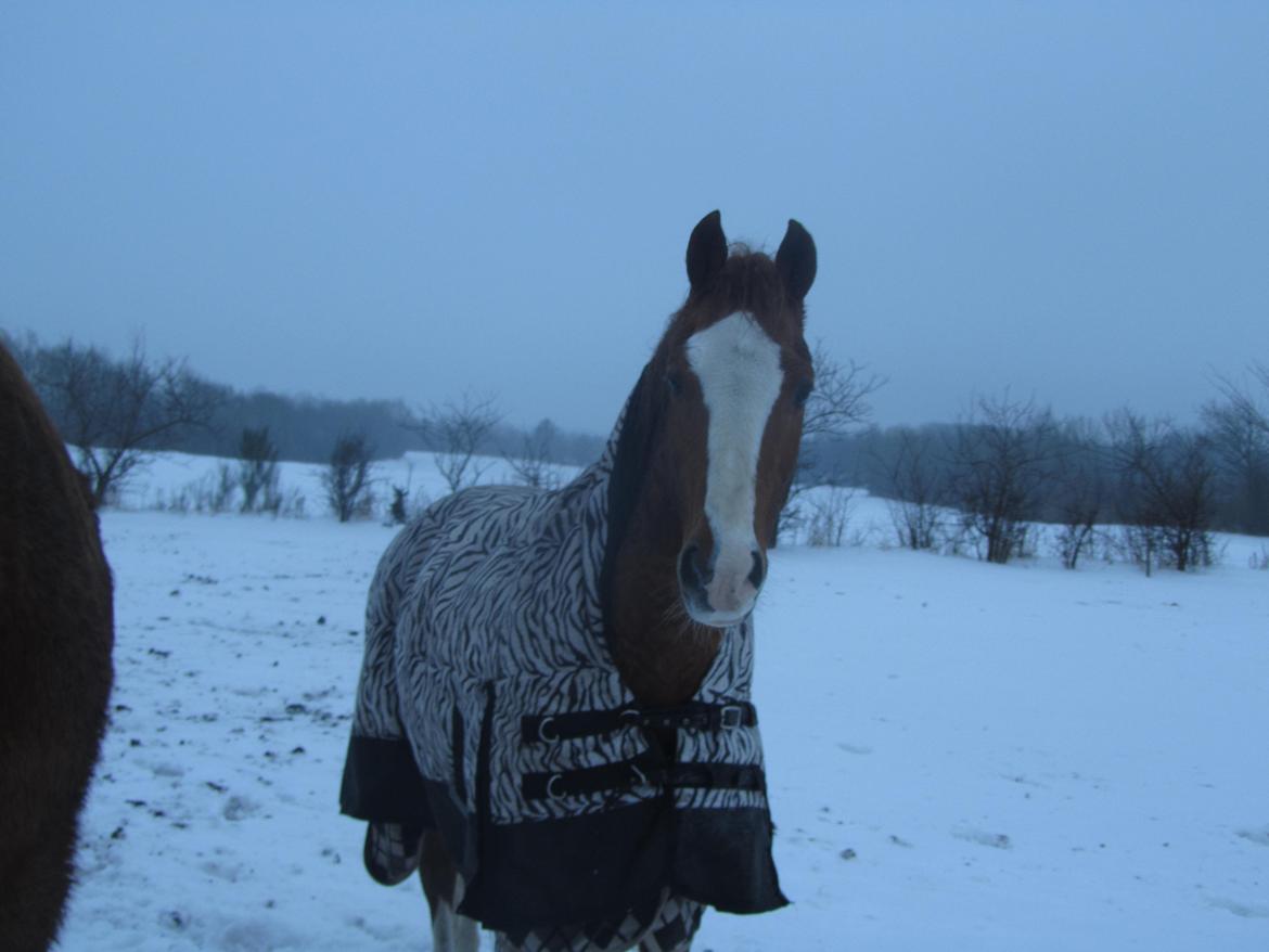 New Forest Snoepie billede 12