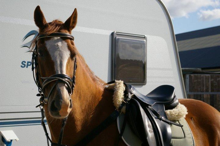 New Forest Snoepie billede 4