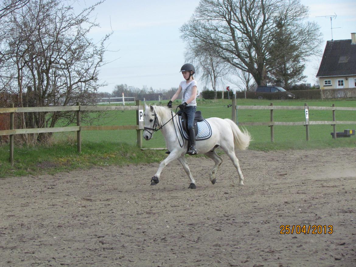 Welsh Pony (sec B) Shadow billede 19