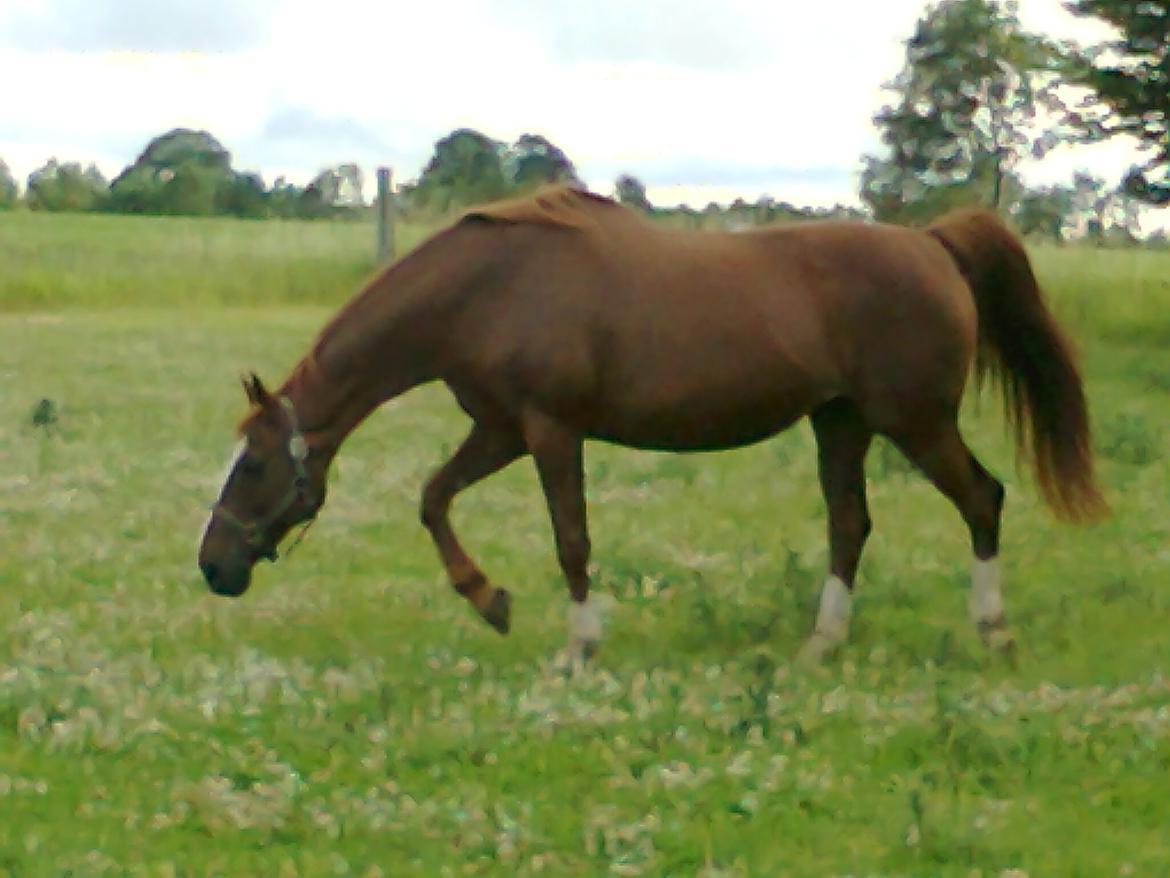 Dansk Varmblod Arizona - 2011 billede 6