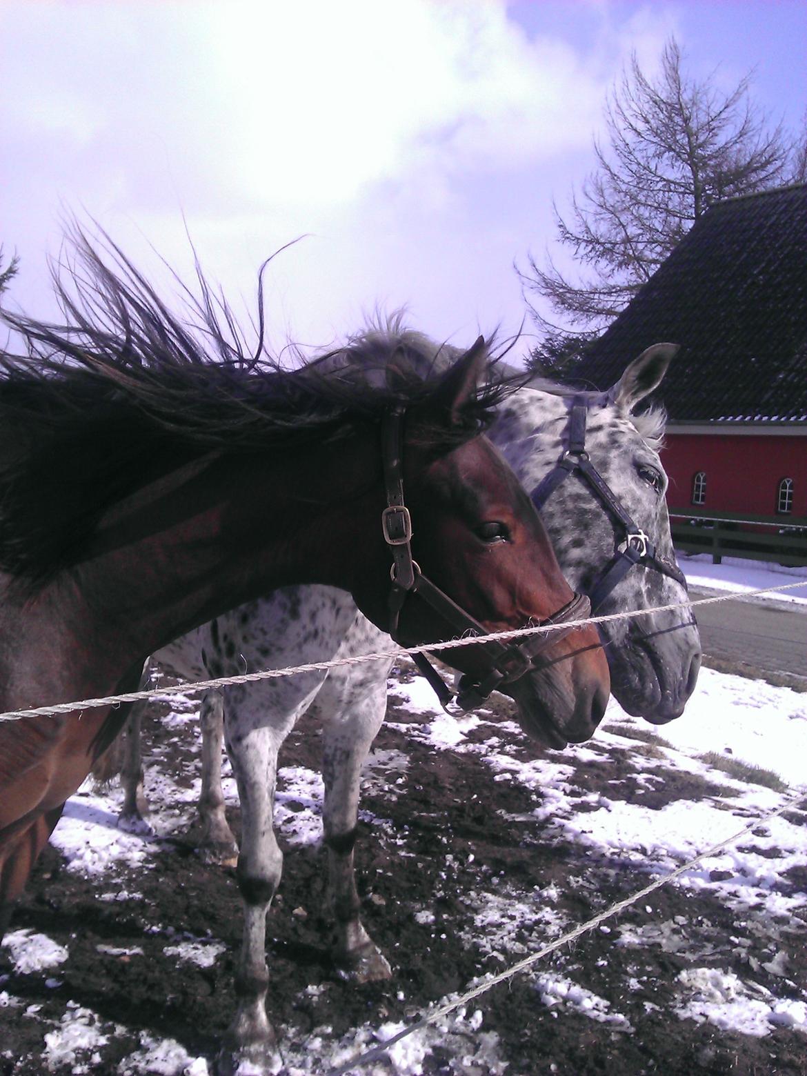 Knabstrupper Cora billede 5