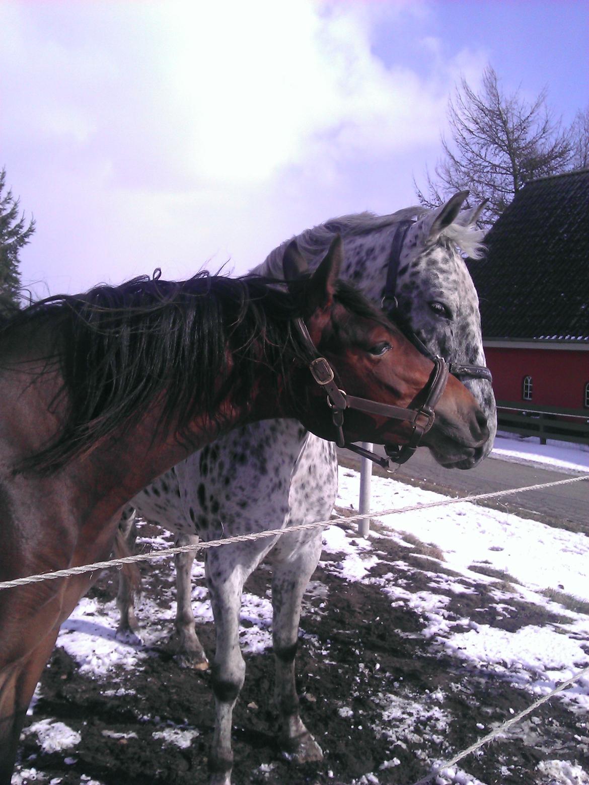 Knabstrupper Cora billede 6