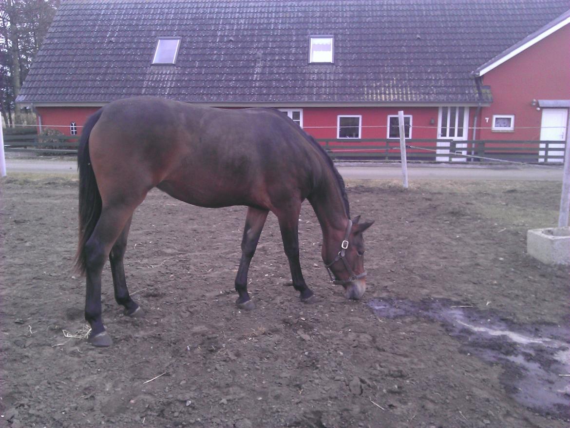 Knabstrupper Cora billede 16