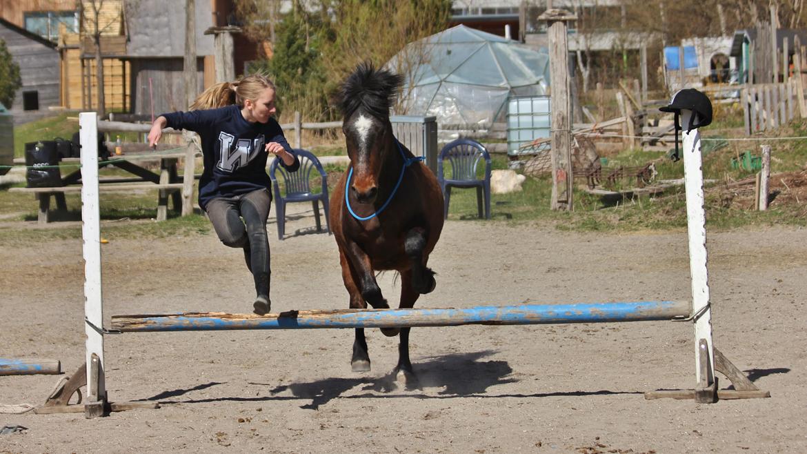 Anden særlig race Tjalfe - YAY [foto: Line] billede 10