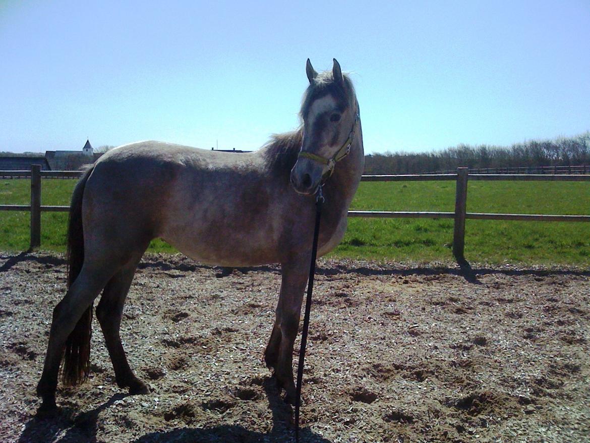 Pura Raza Española Salina DG billede 5