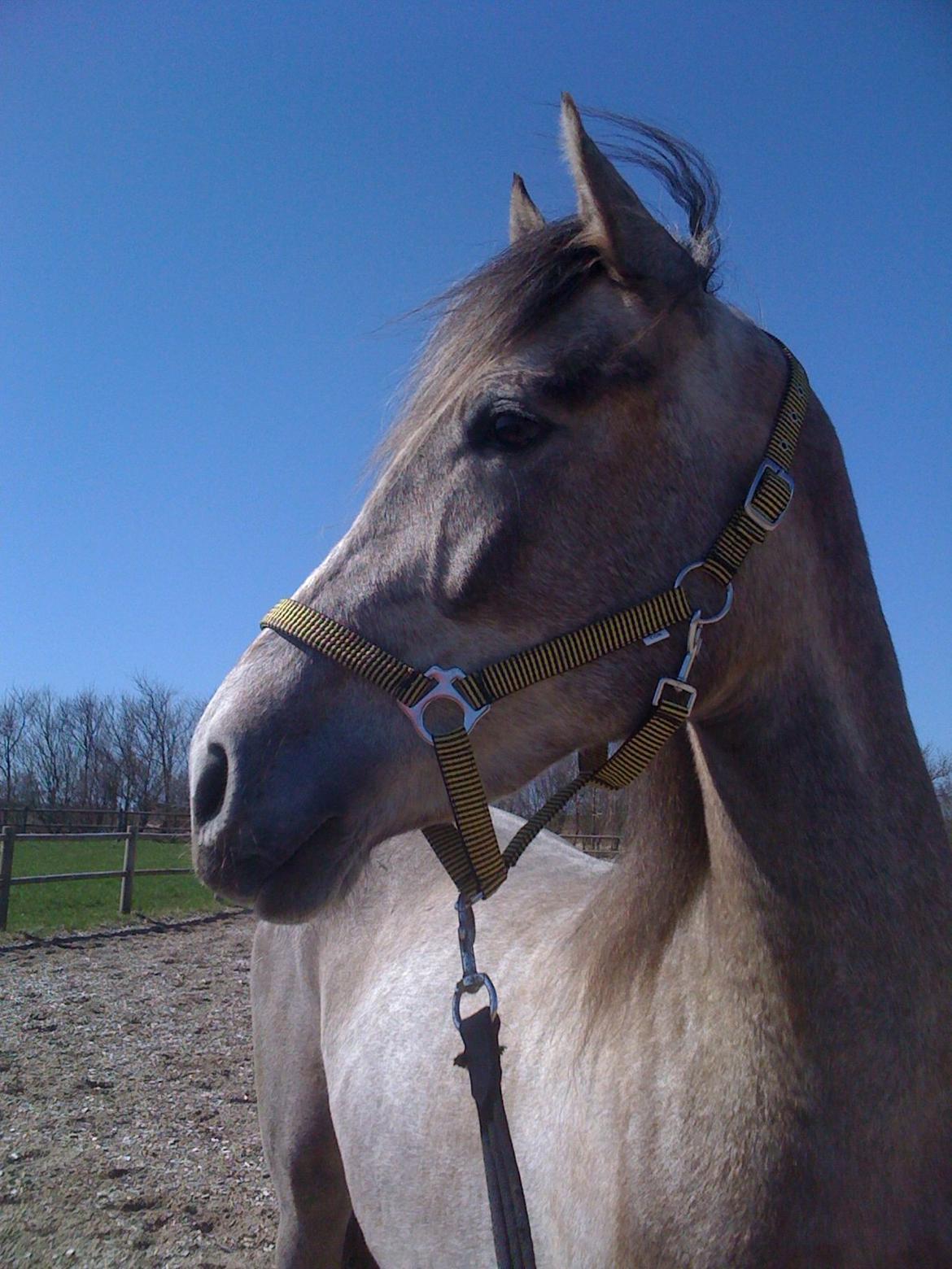 Pura Raza Española Salina DG billede 3