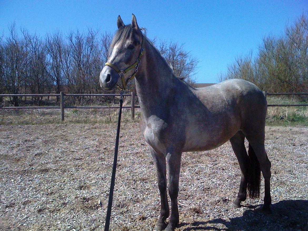 Pura Raza Española Salina DG billede 2