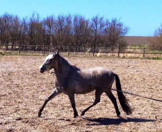Pura Raza Española Salina DG billede 4
