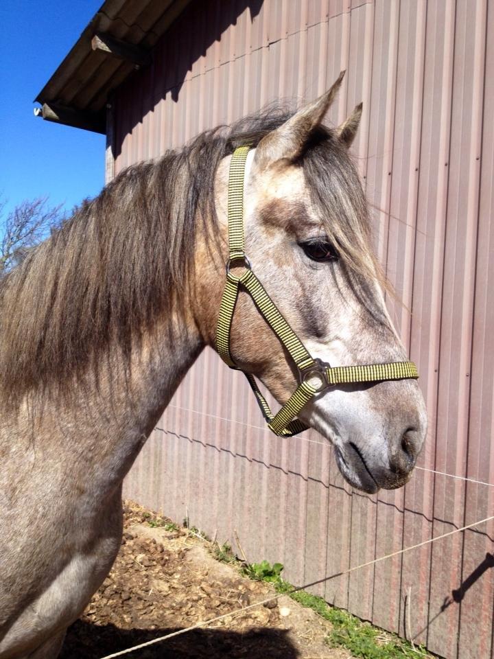 Pura Raza Española Salina DG billede 6