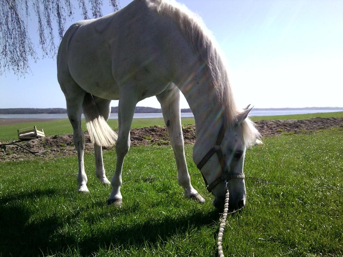 Arabisk fuldblod (OX) Ca Tzar billede 5