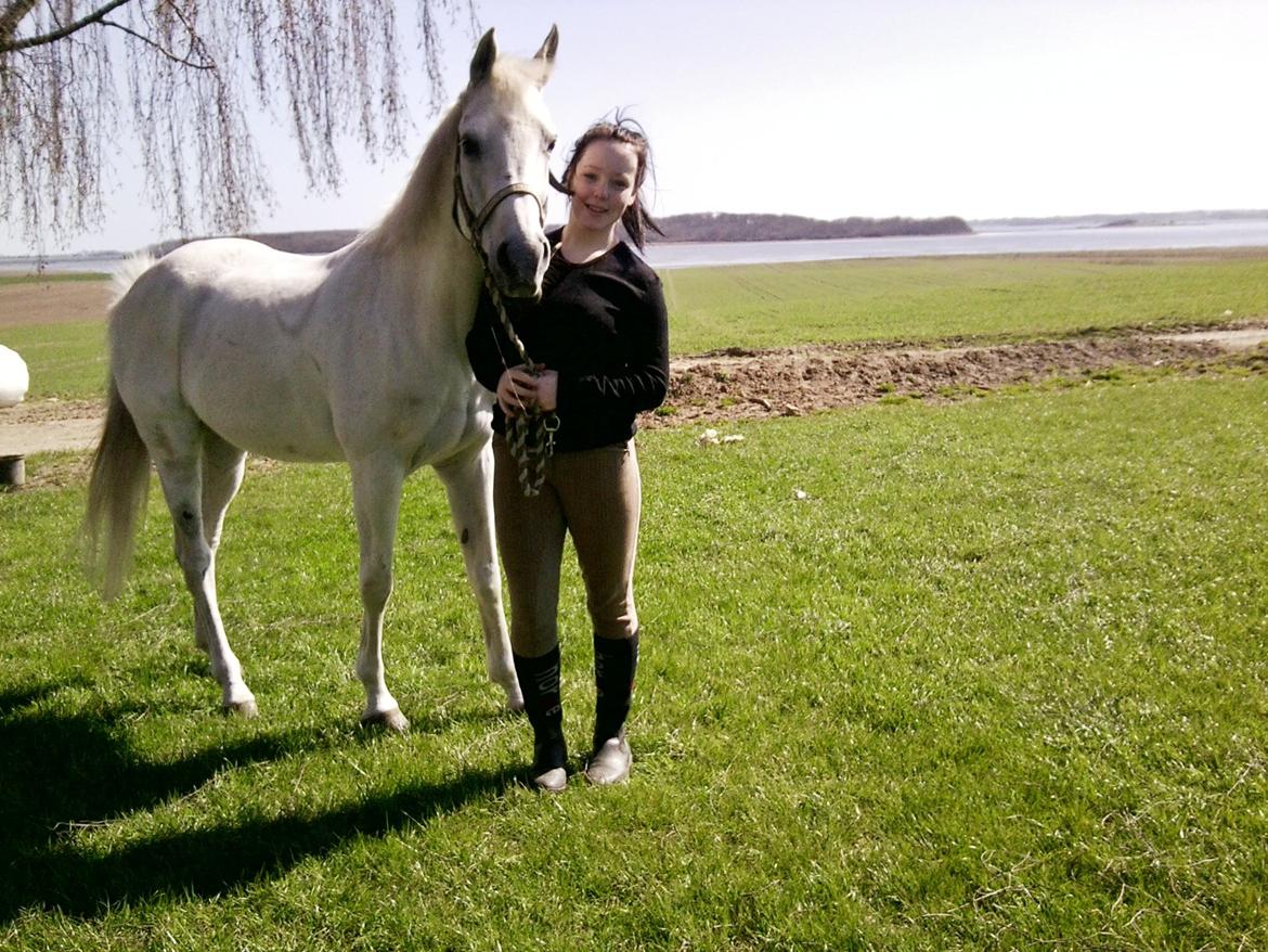 Arabisk fuldblod (OX) Ca Tzar billede 6