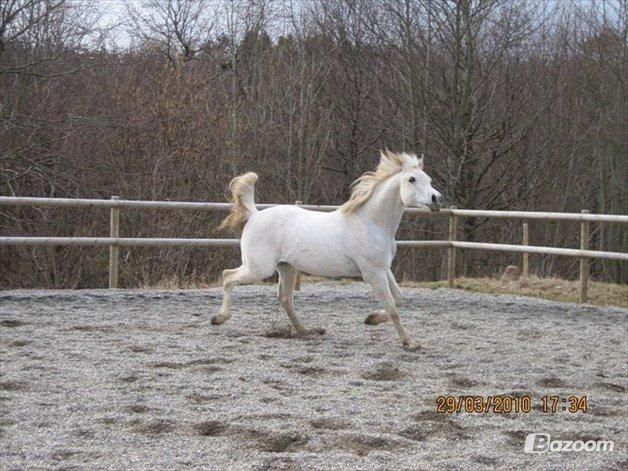 Arabisk fuldblod (OX) Ca Tzar billede 8