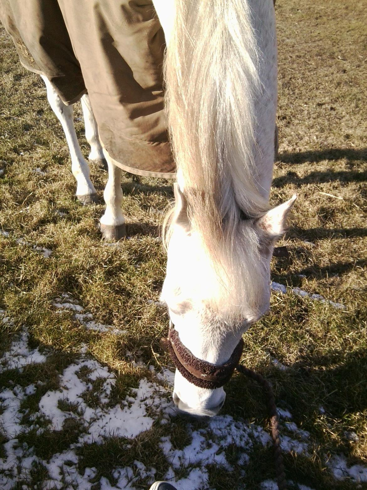 Arabisk fuldblod (OX) Ca Tzar billede 11