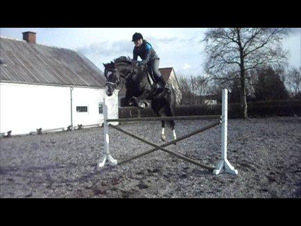 Anden særlig race Bertil - Bertil og jeg, springtræning, april 2013. billede 18