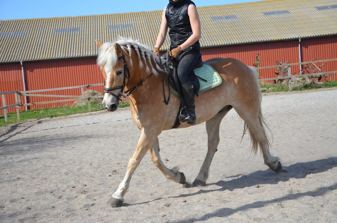 Haflinger Nich Kastanjegård billede 16