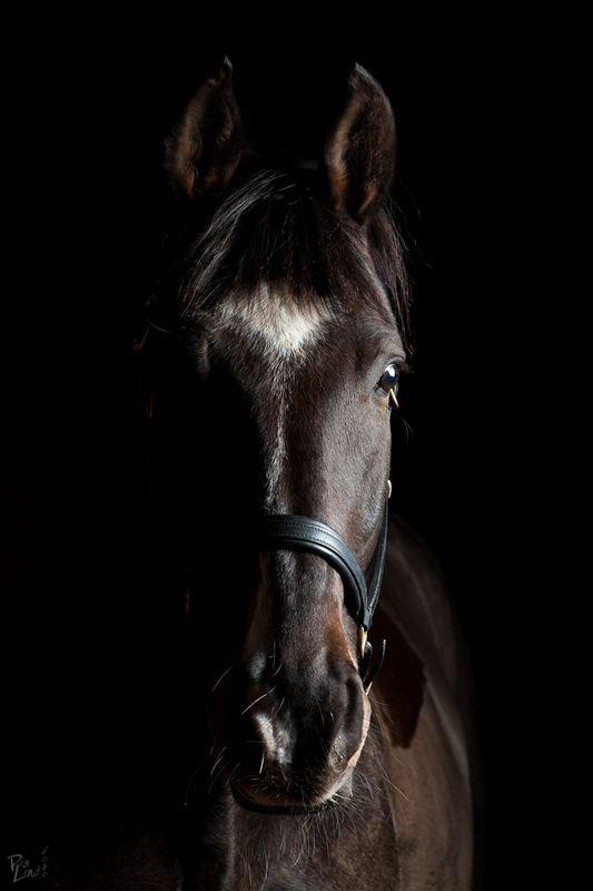 Oldenborg Kirsebærgårdens Lupin - Min smukke hest som fotomodel :-) billede 2