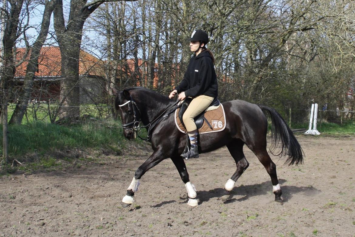 Anden særlig race Agerhøjgårds Avance billede 25