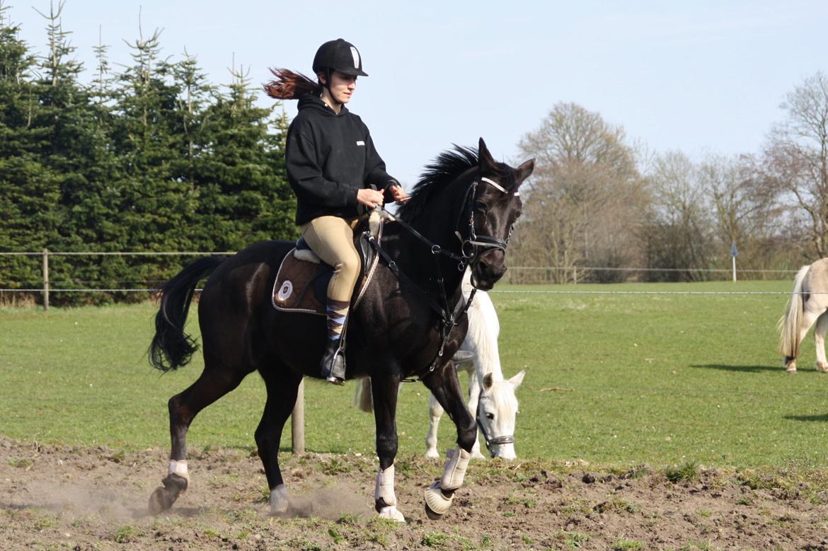 Anden særlig race Agerhøjgårds Avance billede 33