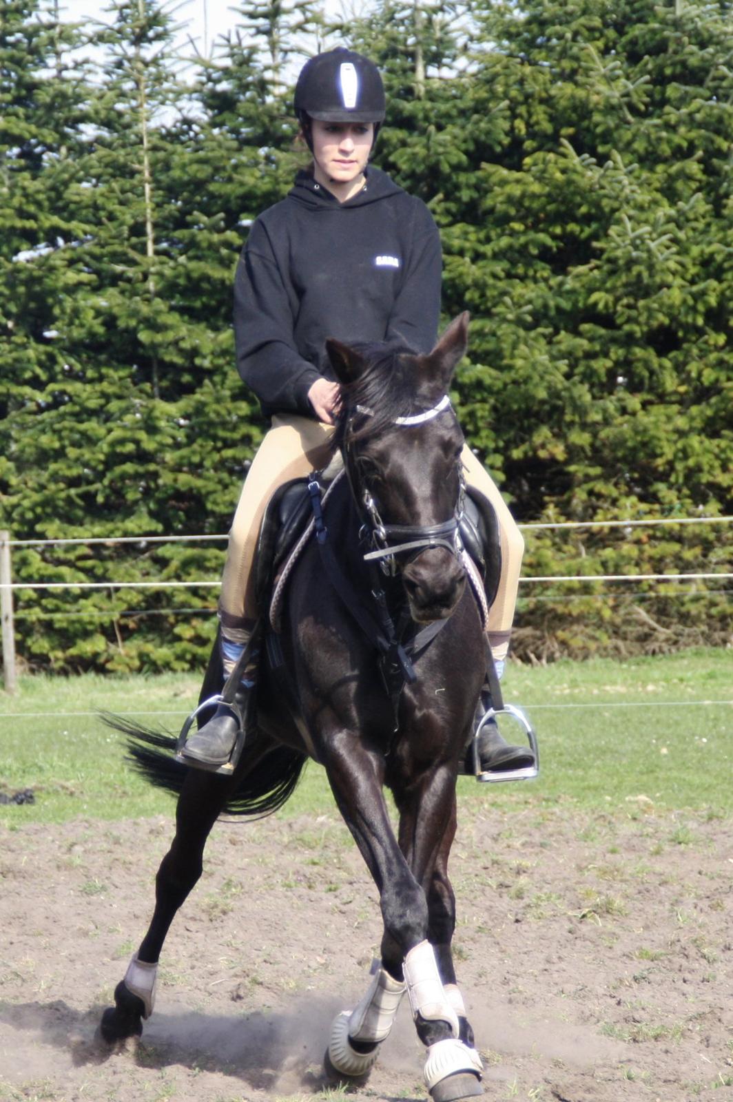 Anden særlig race Agerhøjgårds Avance billede 22