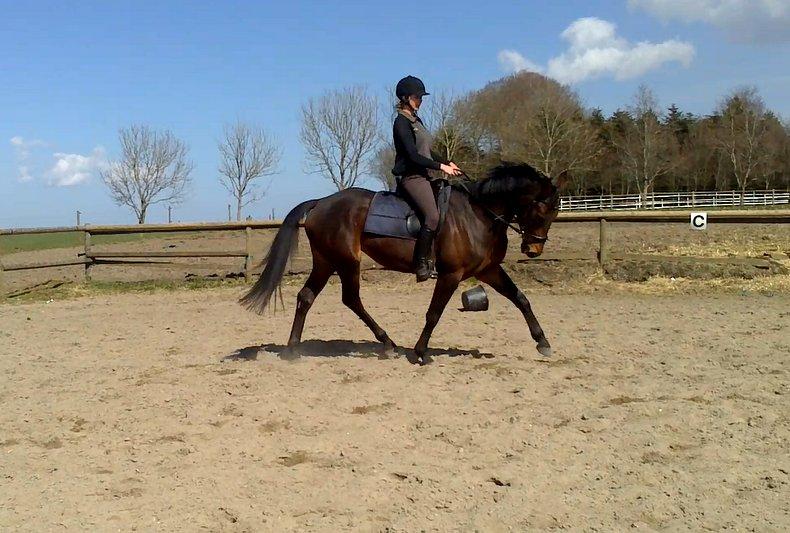 Dansk Varmblod Kastaniegårdens Nivea - Første ridetime efter den lange vinter, nye billeder ved komme efterhånden som vi udvikler os :-) billede 4