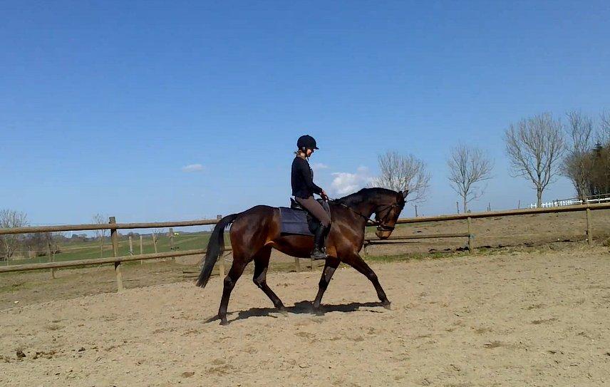 Dansk Varmblod Kastaniegårdens Nivea - Første ridetime efter den lange vinter, nye billeder ved komme efterhånden som vi udvikler os :-) billede 6