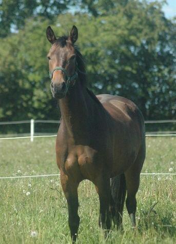 Dansk Varmblod Kastaniegårdens Nivea billede 13