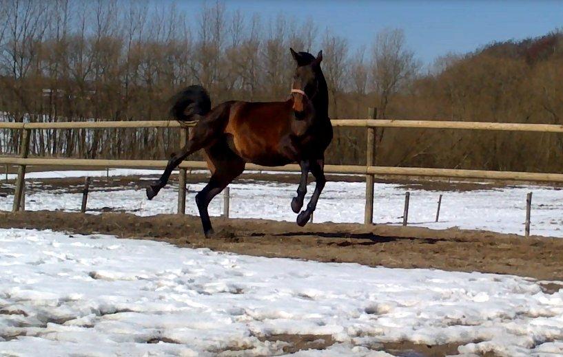 Dansk Varmblod Kastaniegårdens Nivea - En lille bølle med en masse energi ;-) billede 14