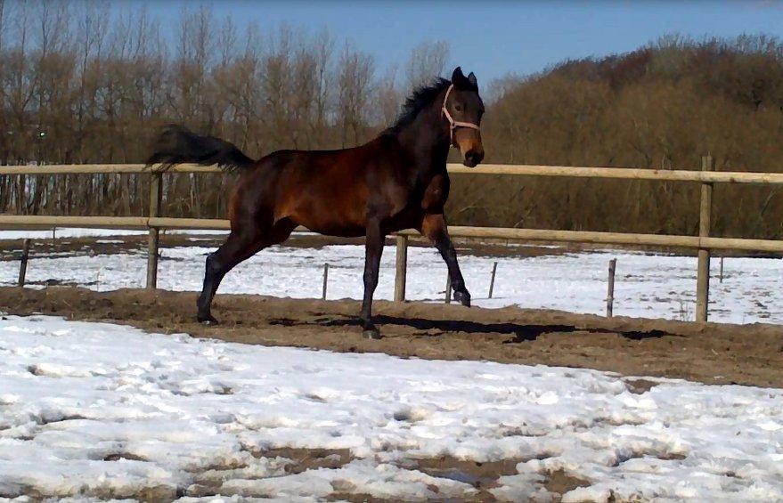 Dansk Varmblod Kastaniegårdens Nivea - En lille bølle med en masse energi ;-) billede 15