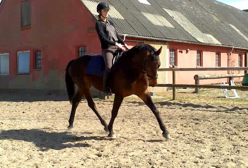 Dansk Varmblod Kastaniegårdens Nivea - Første ridetime efter den lange vinter, nye billeder ved komme efterhånden som vi udvikler os :-) billede 7