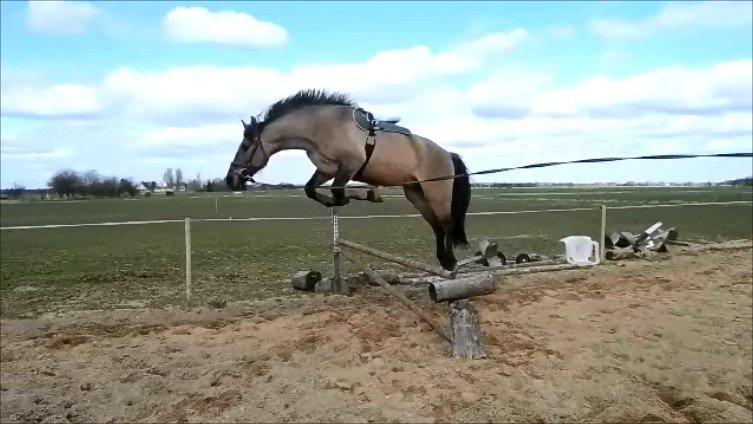 Anden særlig race RONALDO billede 19