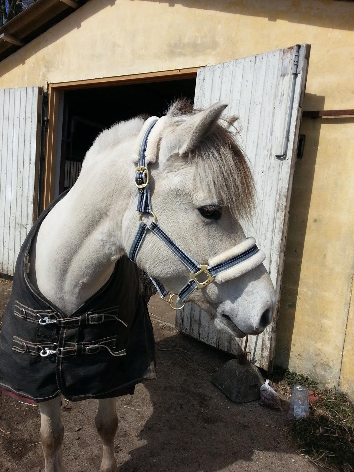 Fjordhest Romeo's Hans billede 1