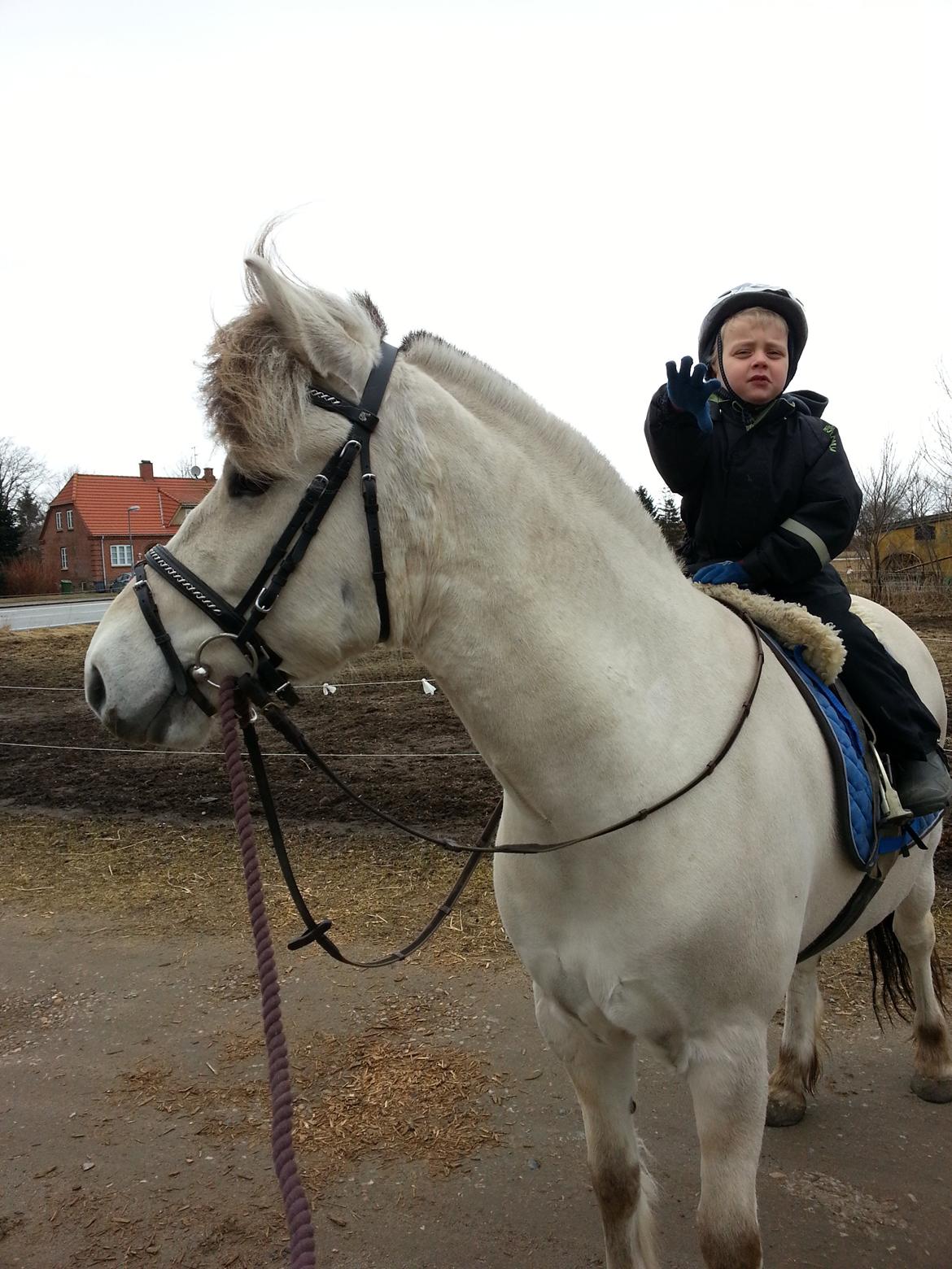 Fjordhest Romeo's Hans billede 2
