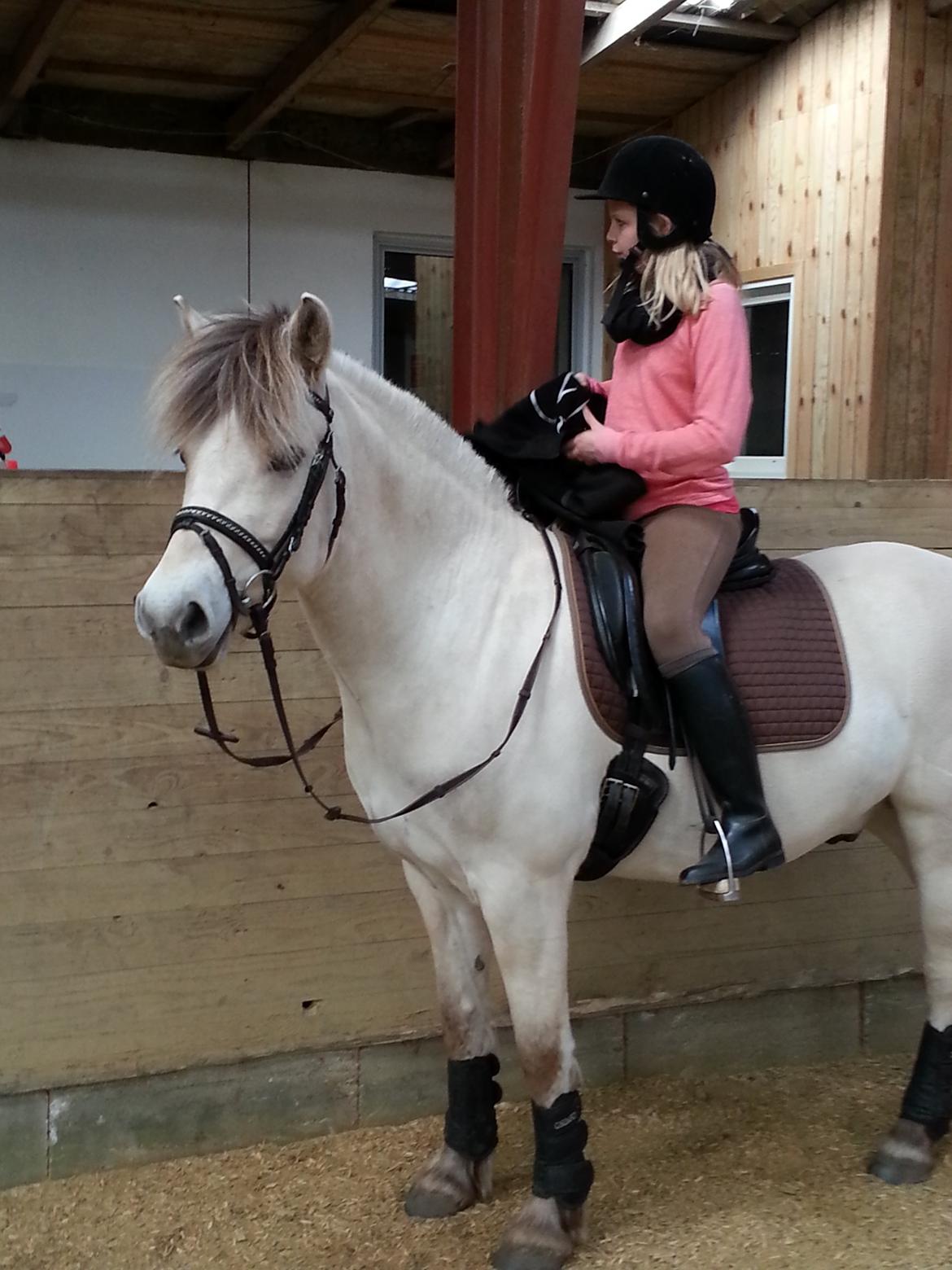 Fjordhest Romeo's Hans billede 3