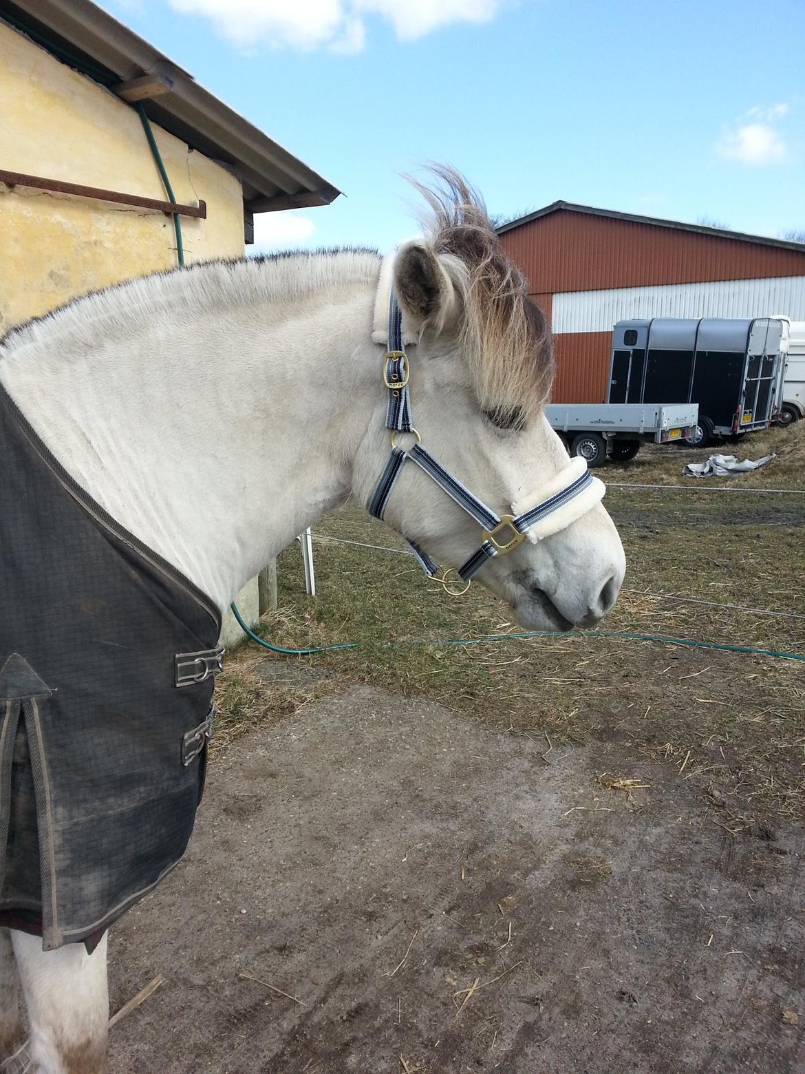 Fjordhest Romeo's Hans billede 4