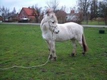 Fjordhest Romeo's Hans billede 5