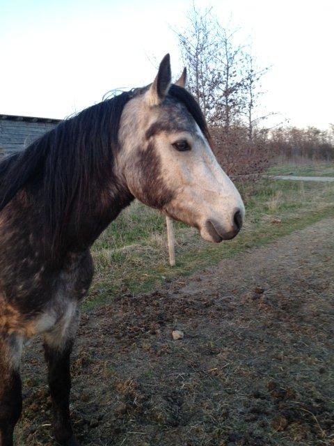 Connemara Følfods Ziggy Stardust - Tidl. hest - Ziggy i sin mørke forårsdragt.
Maj 2013. billede 11