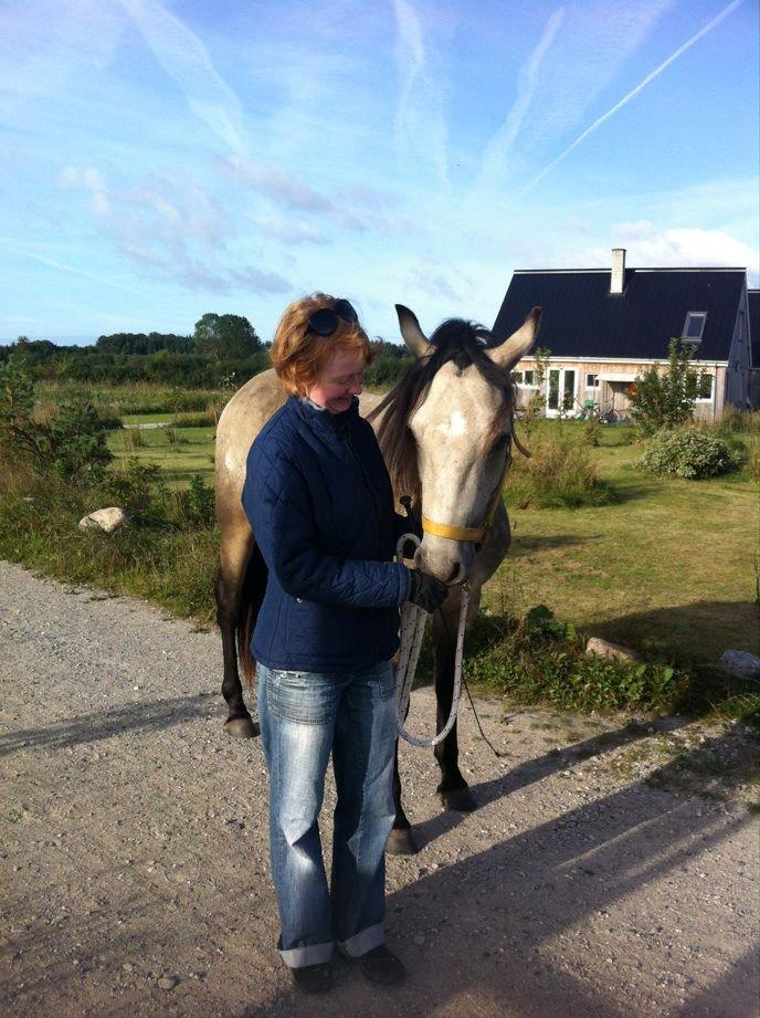 Connemara Følfods Ziggy Stardust - Tidl. hest - En af de første gåture i landsbyen. billede 6