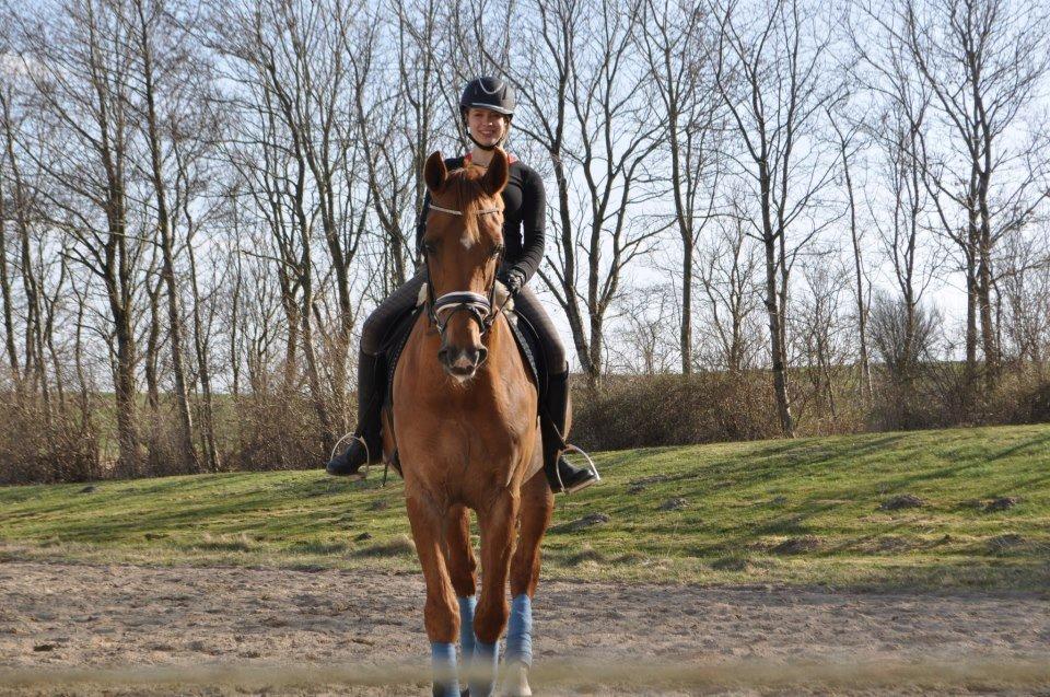 Dansk Varmblod Reggae solgt billede 17