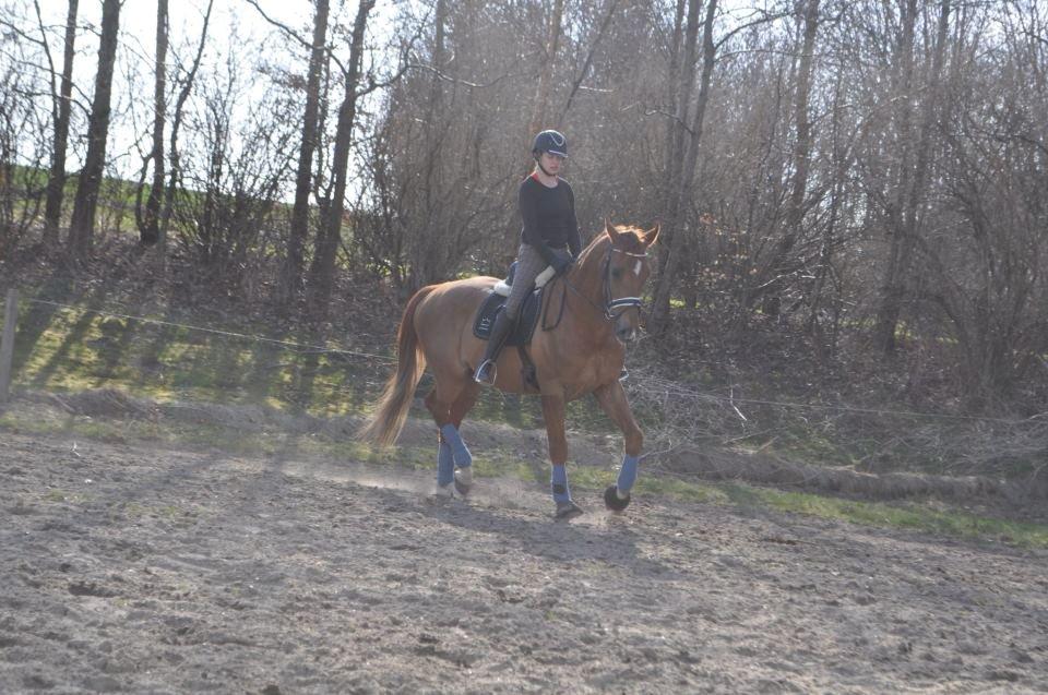 Dansk Varmblod Reggae solgt billede 18