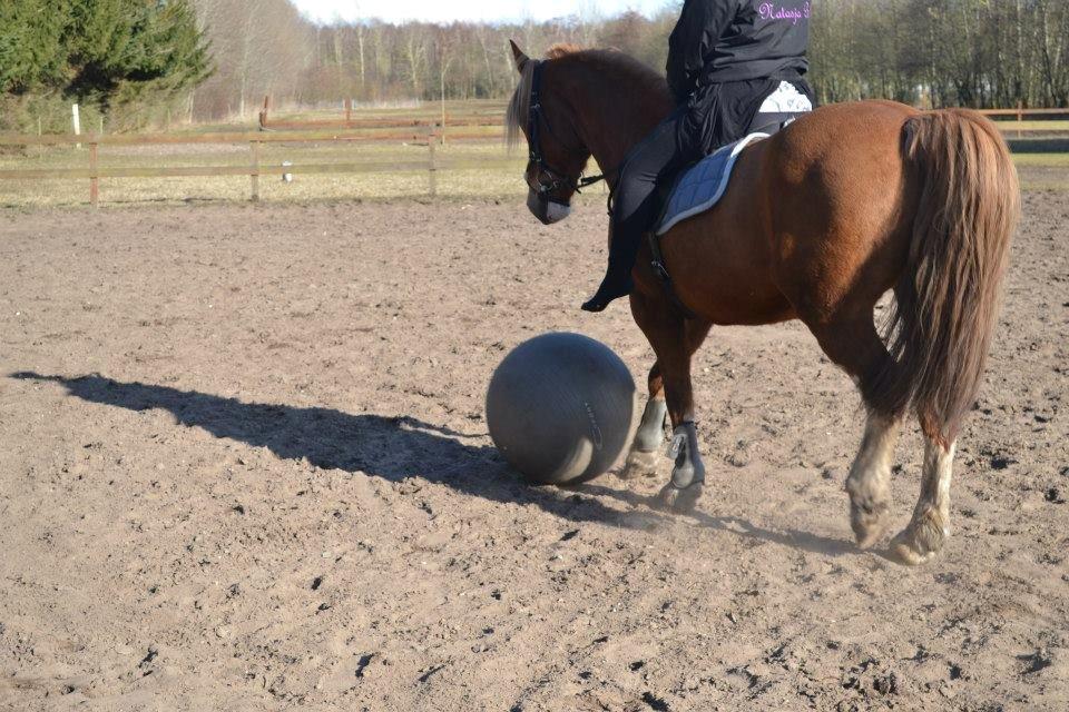 Welsh Cob (sec D) Whitesocks(Sokke) - hesten kan spille fodbold

foto: katja billede 15