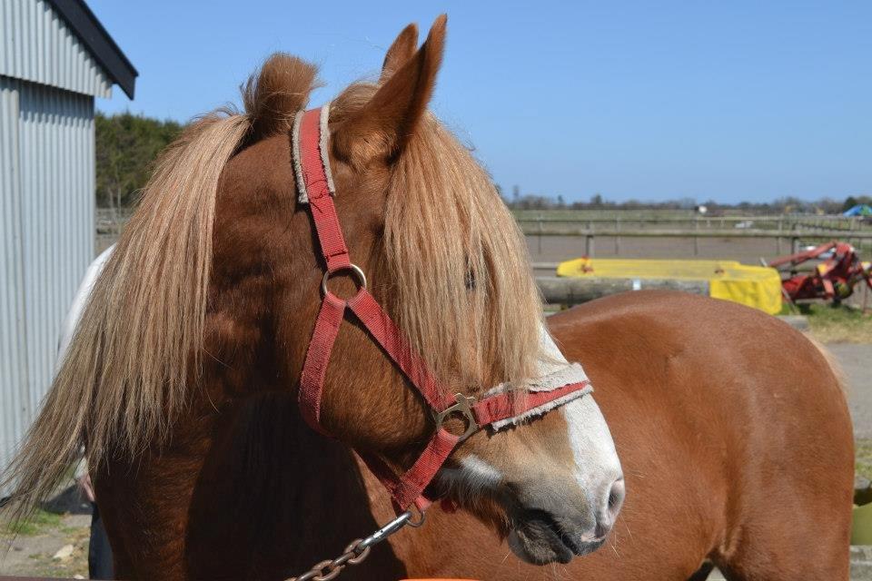 Welsh Cob (sec D) Whitesocks(Sokke) - flotte dreng <3

foto katja billede 2