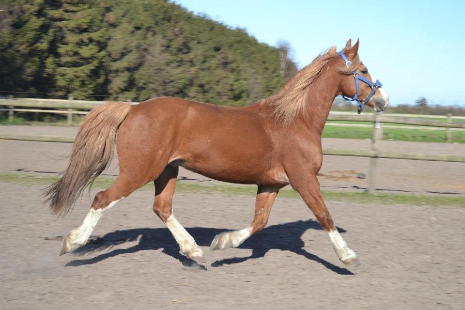 Welsh Cob (sec D) Whitesocks(Sokke) - trav <3
foto katja billede 10
