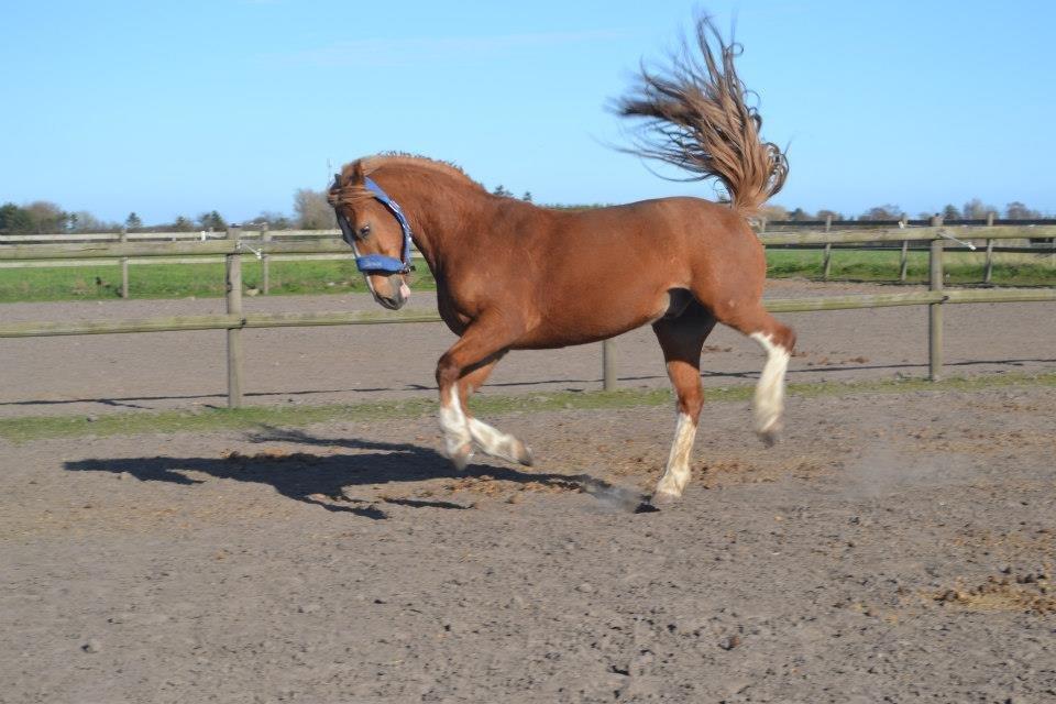 Welsh Cob (sec D) Whitesocks(Sokke) - min NINJA

foto katja billede 9