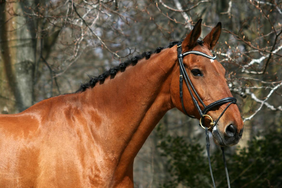 Dansk Varmblod Bøgegårdens Lands-River (Lancelot) billede 19